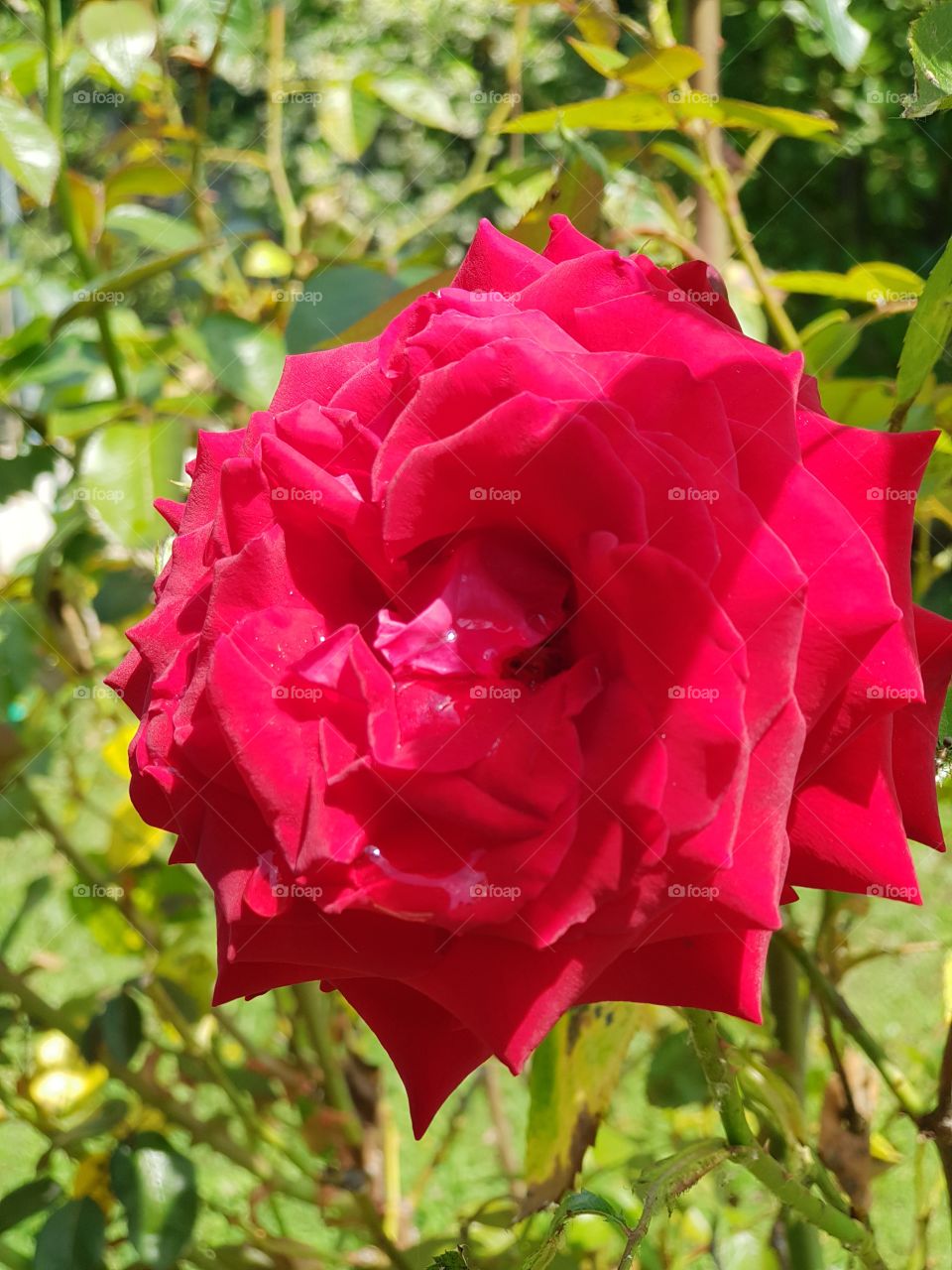 Red Rose blur photo