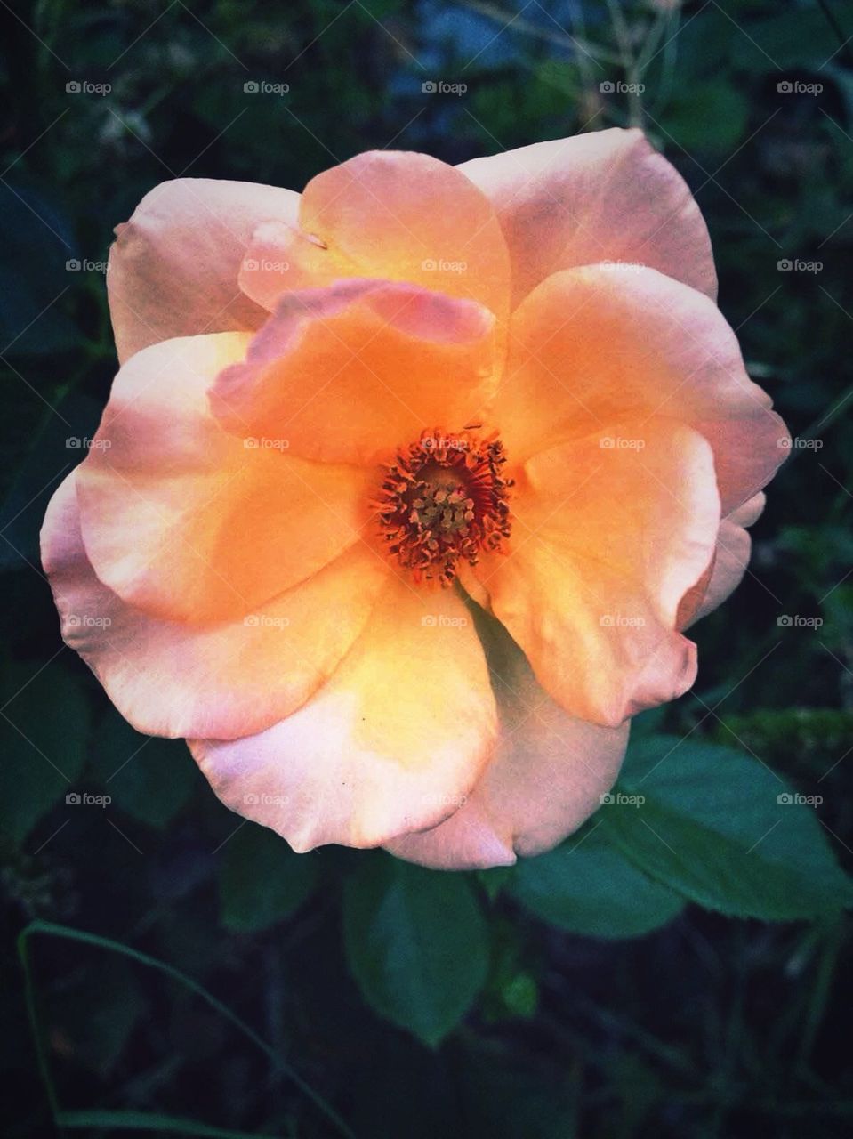 Wide Open Rose