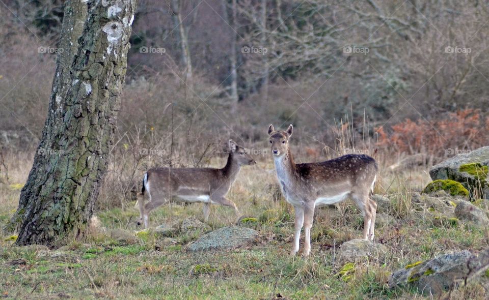 Deers standing in grass, ronneby, sweden