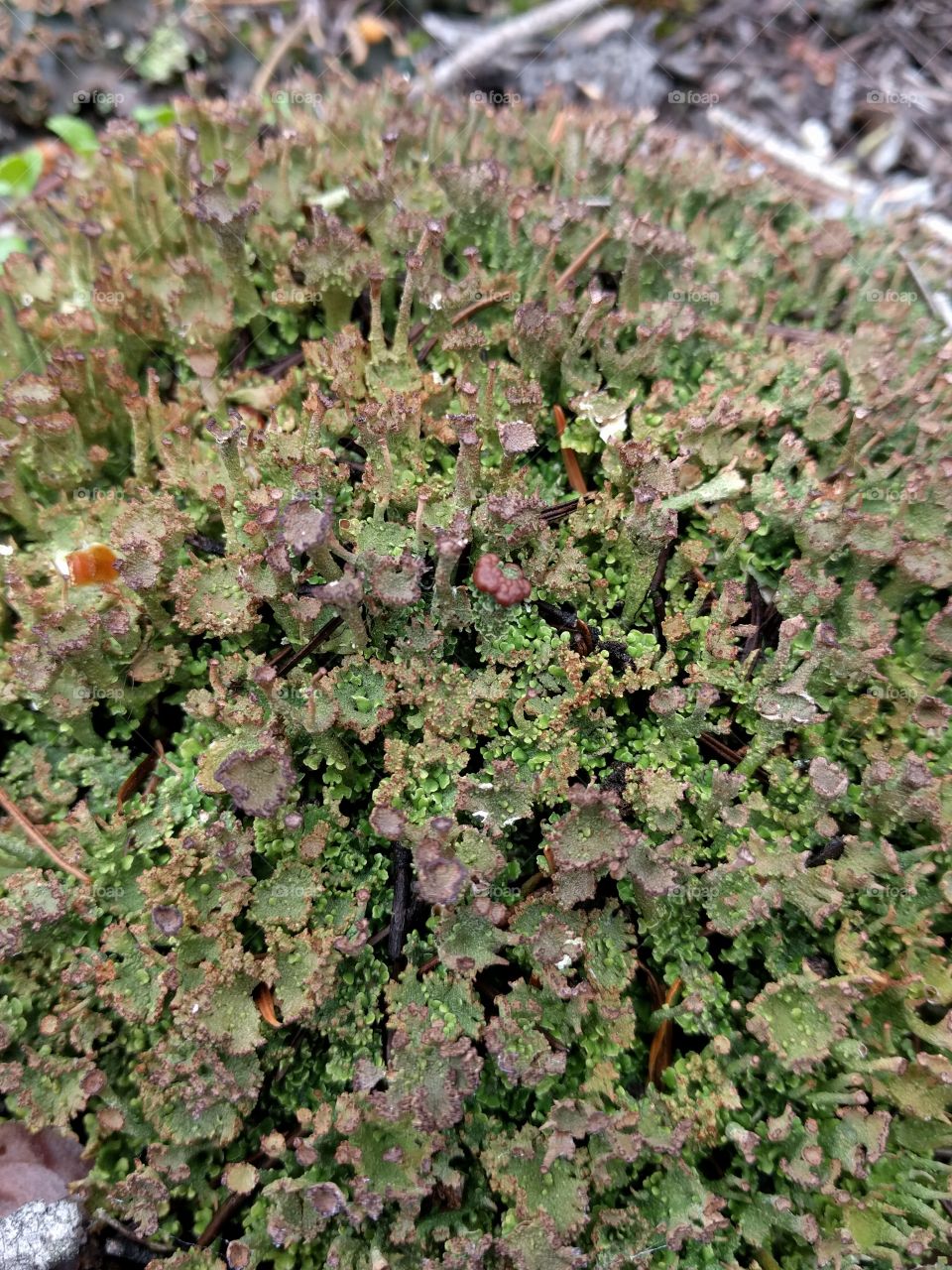 small patch of Lichen