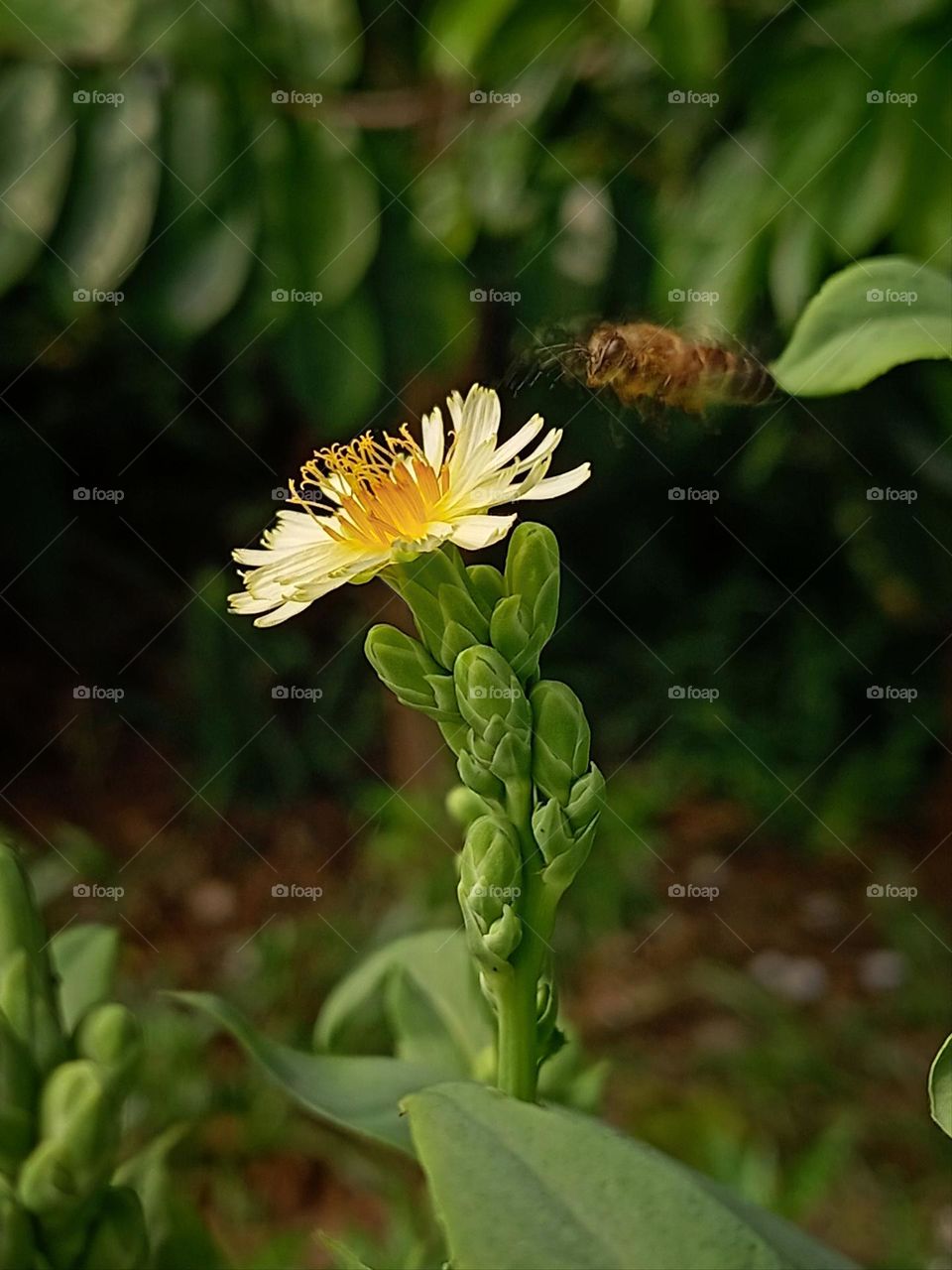 The flower and the moving bee.