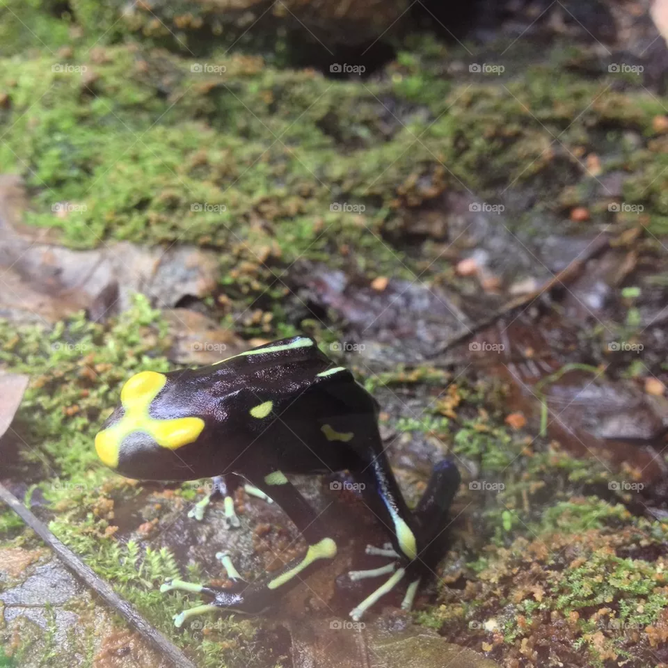 Frog