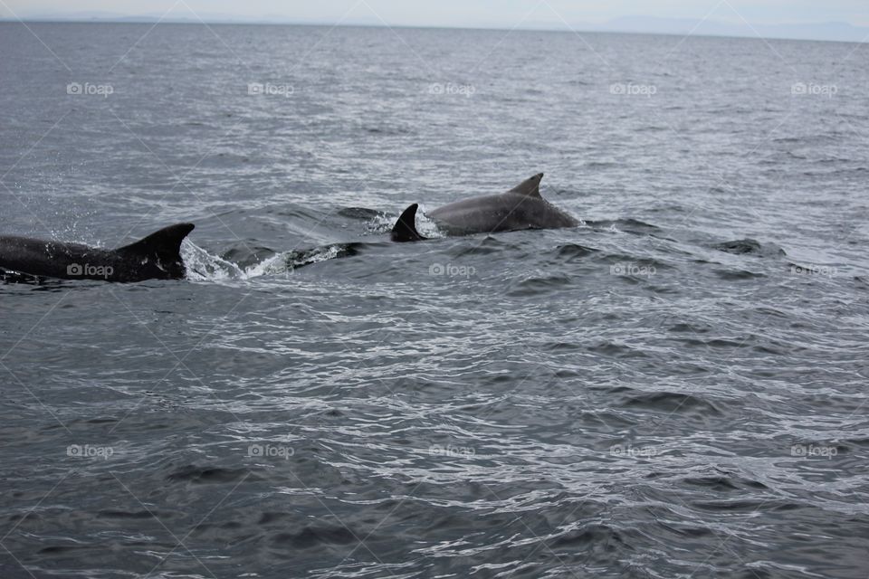 Blower, Whale, No Person, Water, Ocean