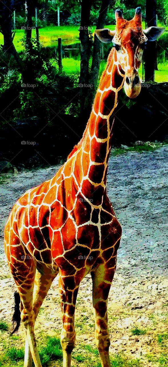 Giraffe at Brevard Zoo in Viera, Florida