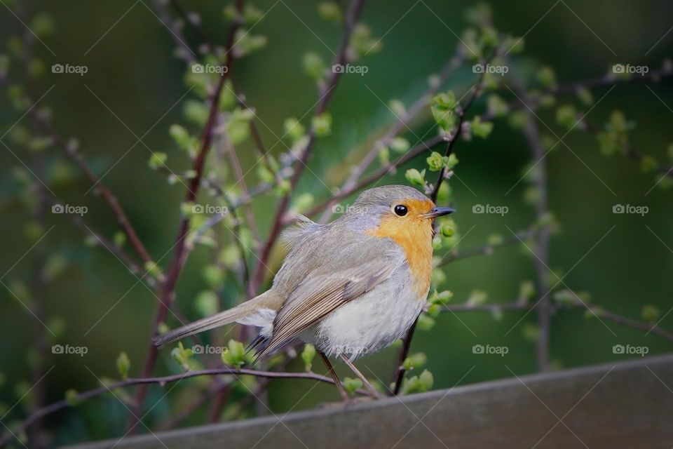 Bird photography