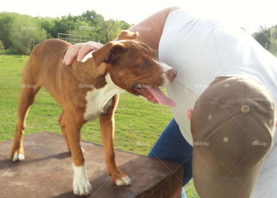 Young puppy dog smiles at a man while standing on a metal box with green grass in spring