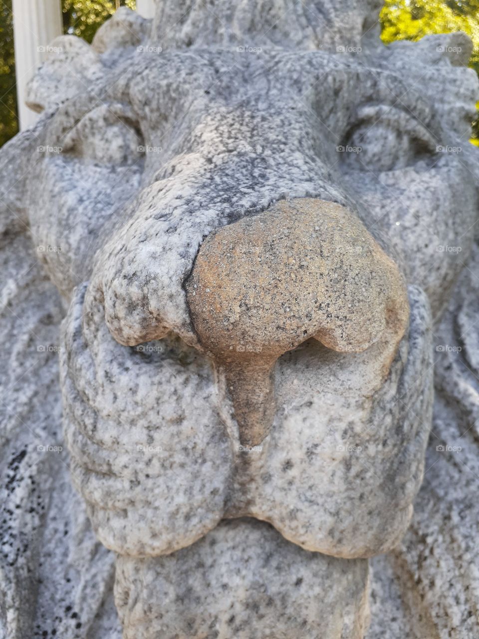 Stone Lion Face