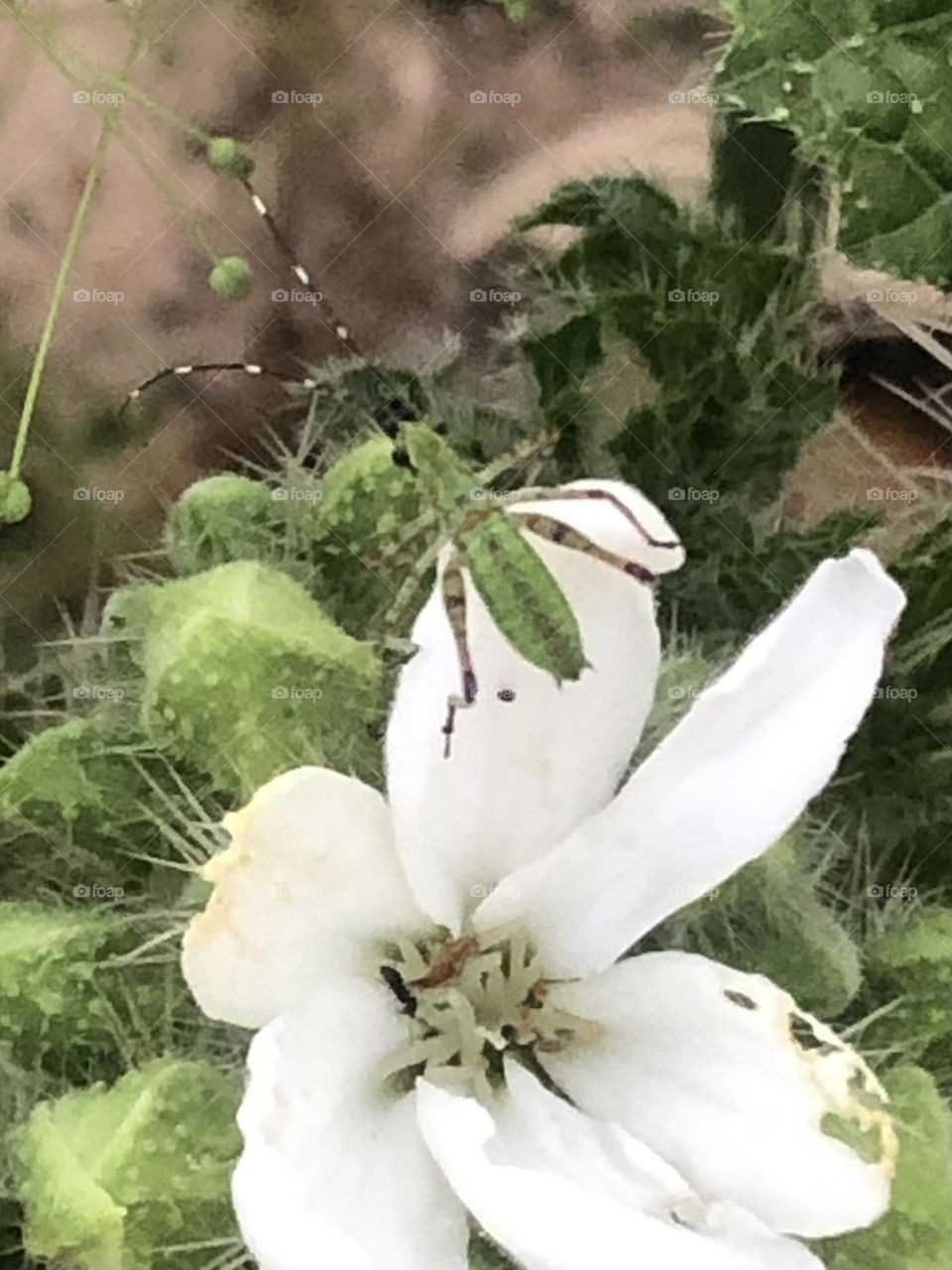 Bull nettle with a little friend on one of its pretty flowers- dangerous weed so only he can touch it apparently!