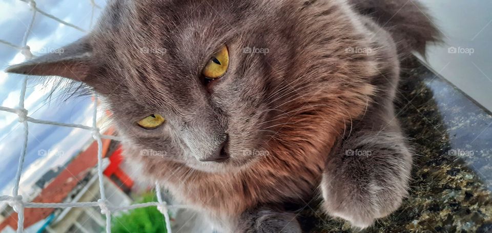 grey cat with yellow eyes in balcony
