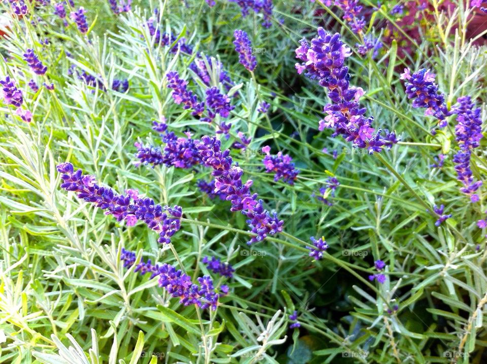 Blue lavender plants in flower bed.