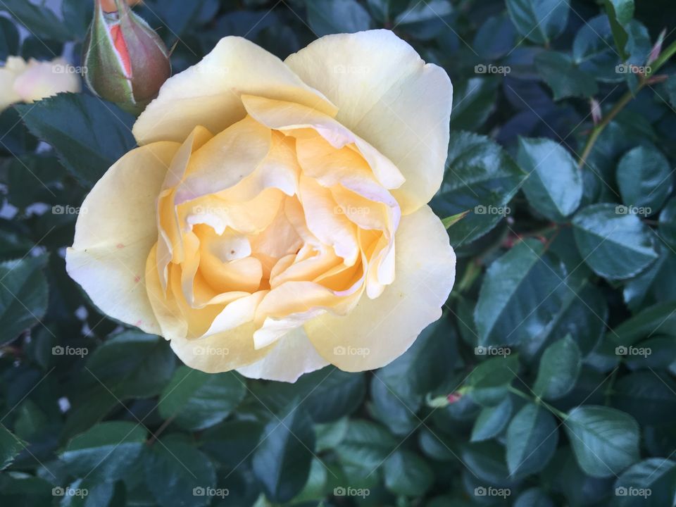 Beautiful pink flower 