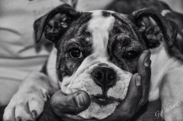 white black dog animal by gaguling