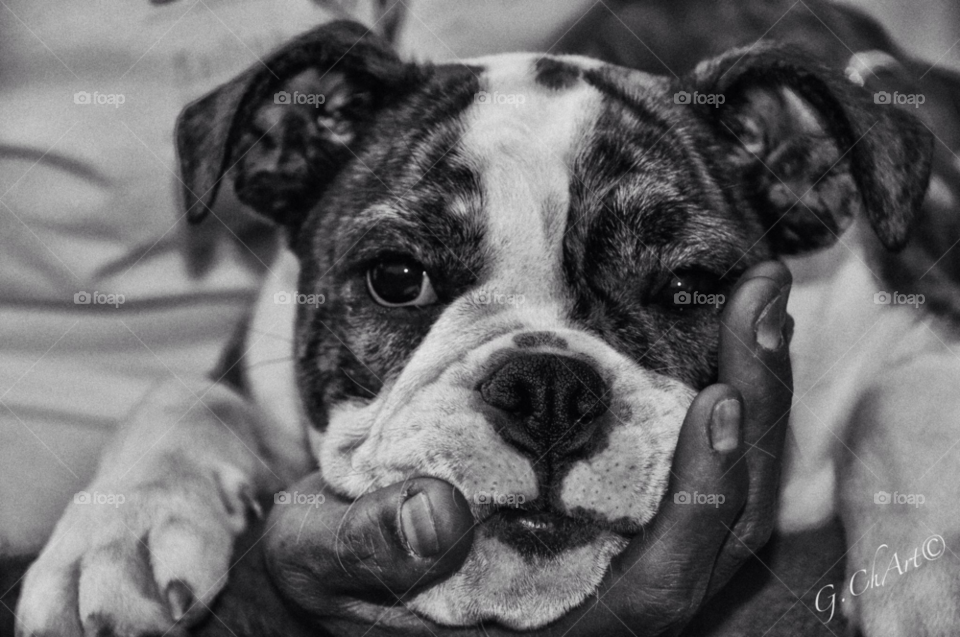 white black dog animal by gaguling