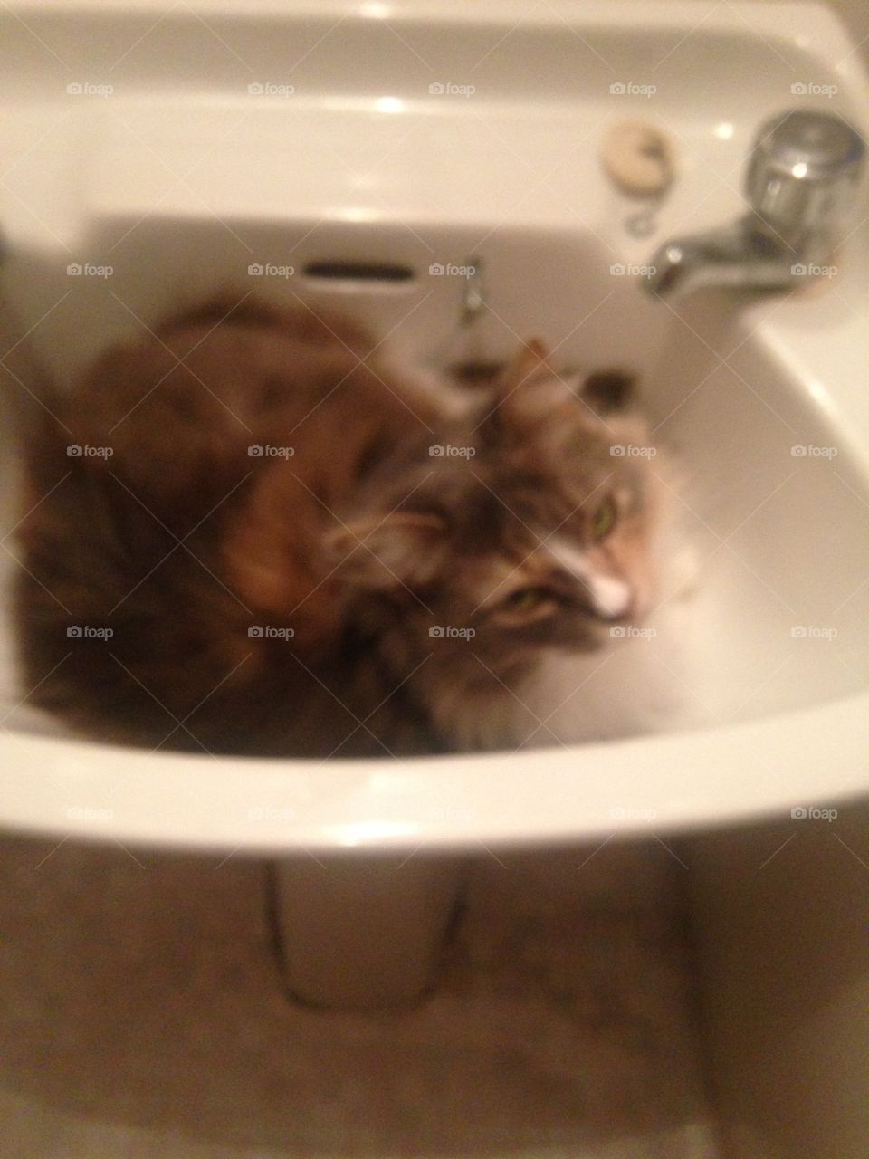 Misty, our Norwegian Forest Cat, barely managing to curl up in the sink. Time for a wash?