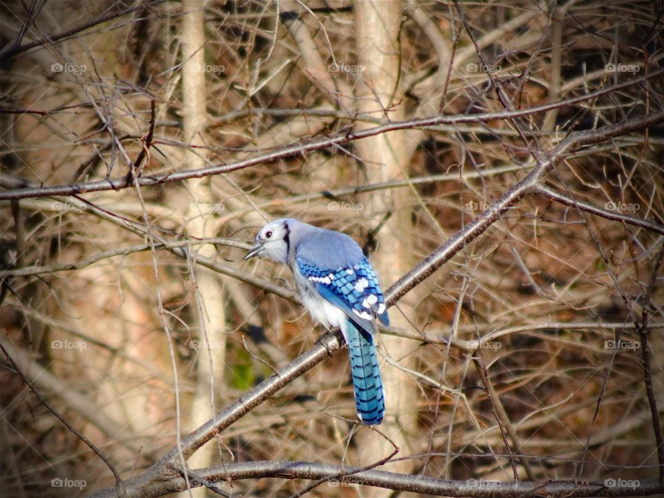 Bluejay during spring 