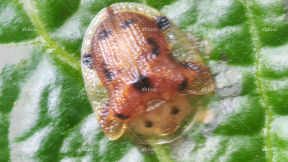 Tortoise beetle