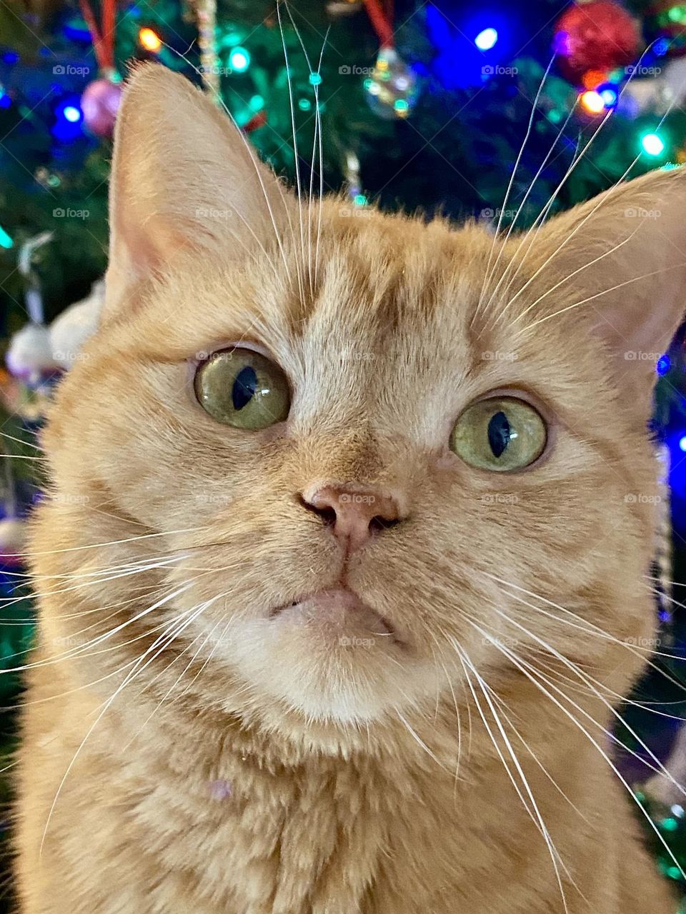 An orange cat sitting in front of a Christmas tree 