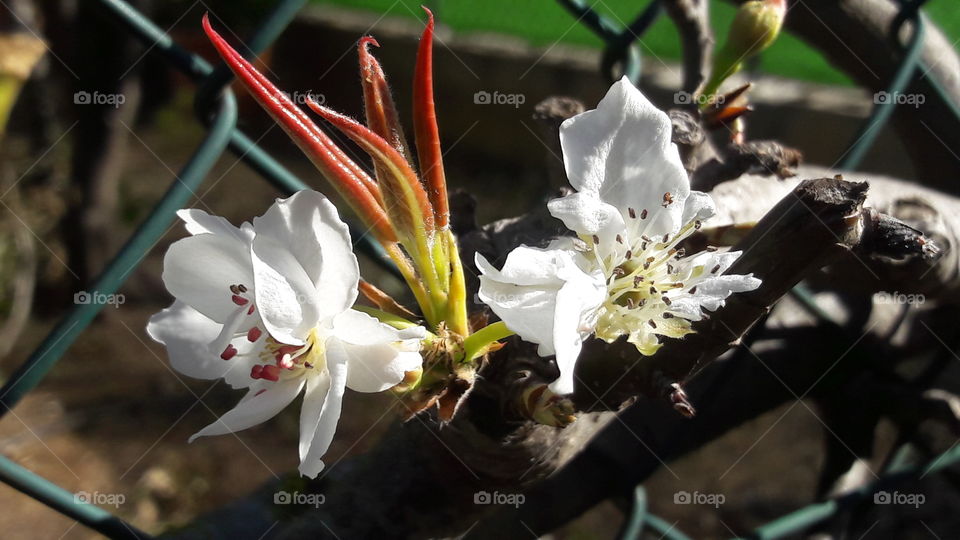 flor de  nashi