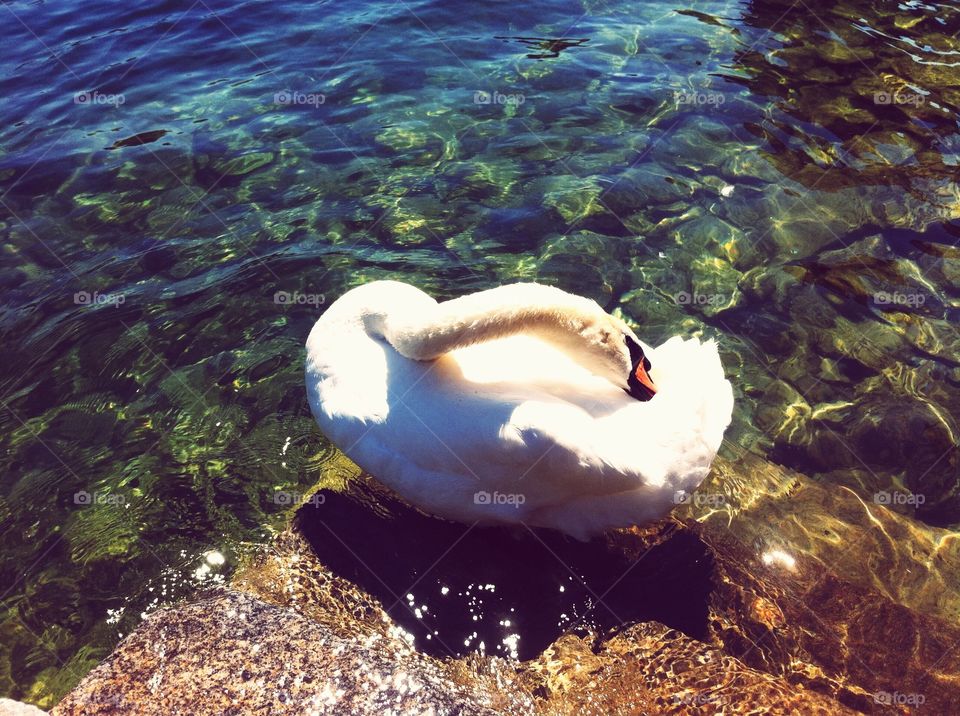 Swan. This photo was taken in Lucerne, Switzerland.