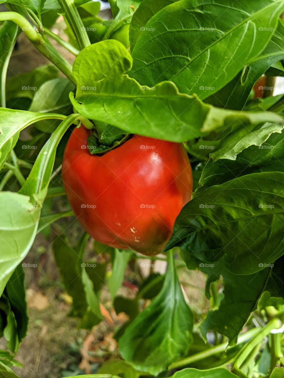 Red Bell Pepper ripening on the vine