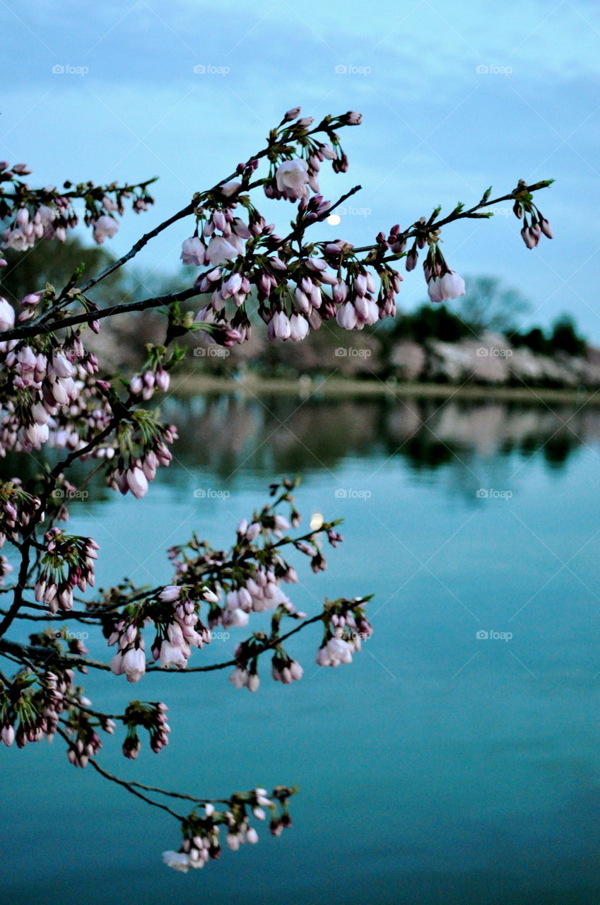 Cherry Blossom