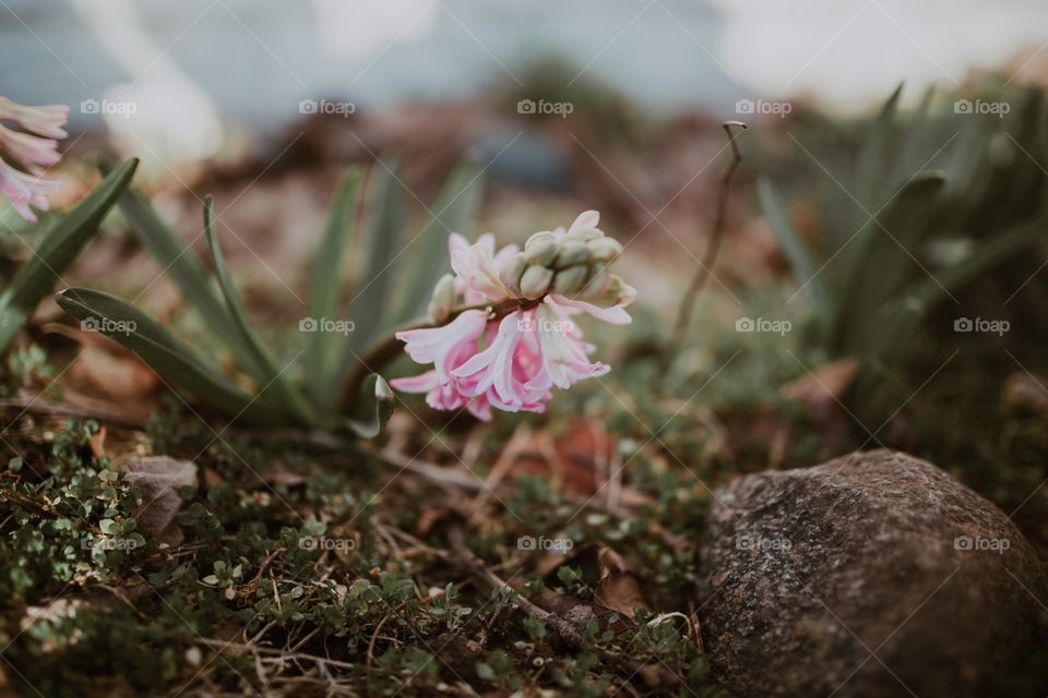 Pink hyacinth 