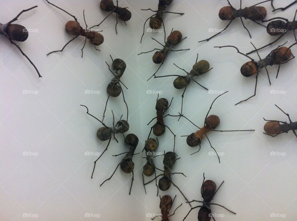 Giant ants 