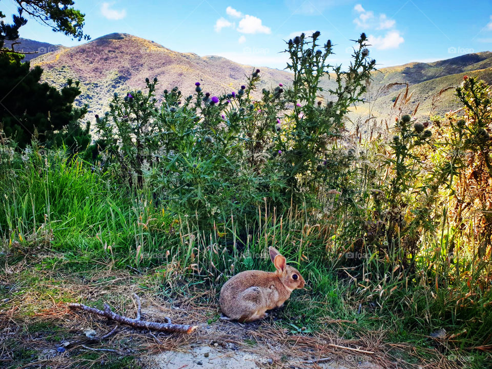 Bunny on Skyline Walkway