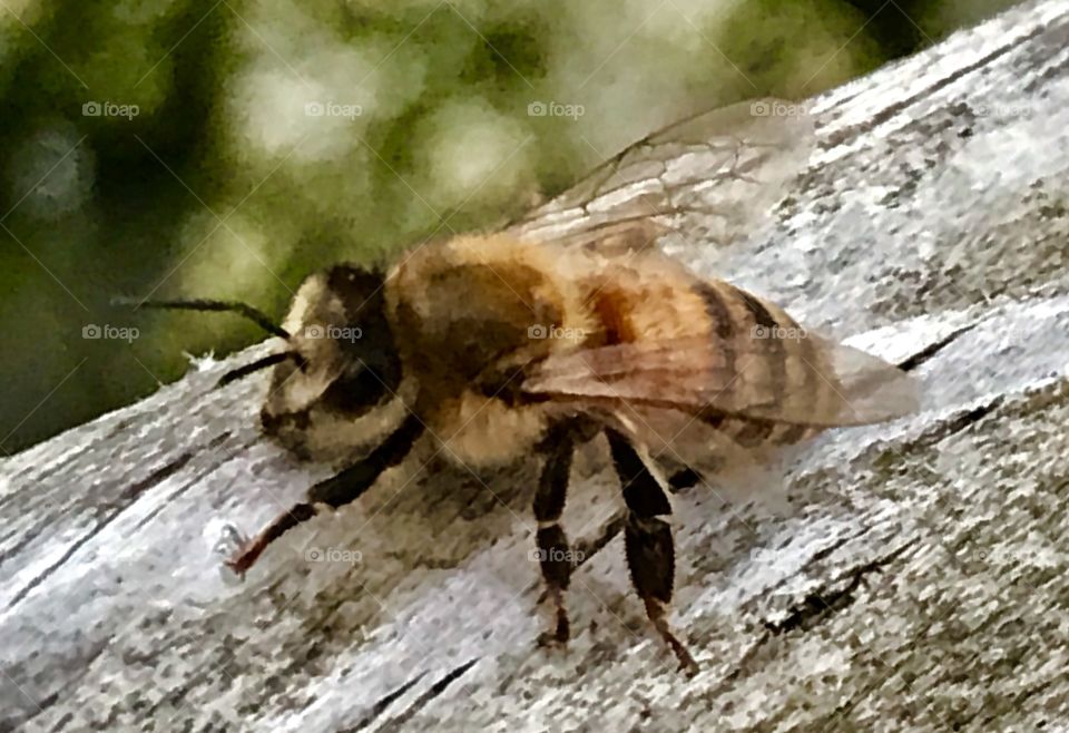 Bees On Deck Railing