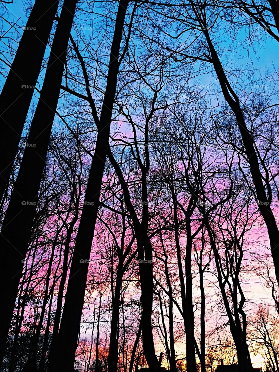 Treehouse View at Sunset