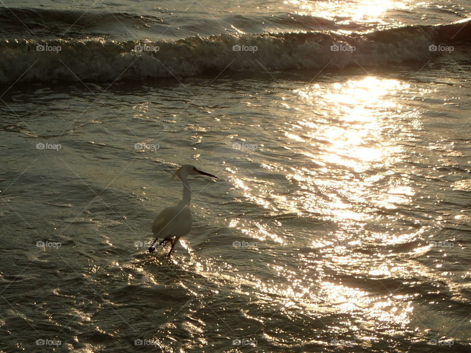 Great Egret walking into the shinny waters of the Gulf of Mexico on a silvery afternoon