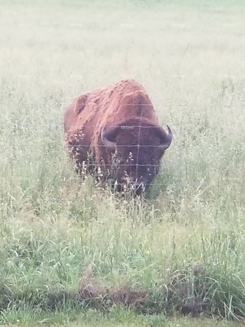 Bison grazing