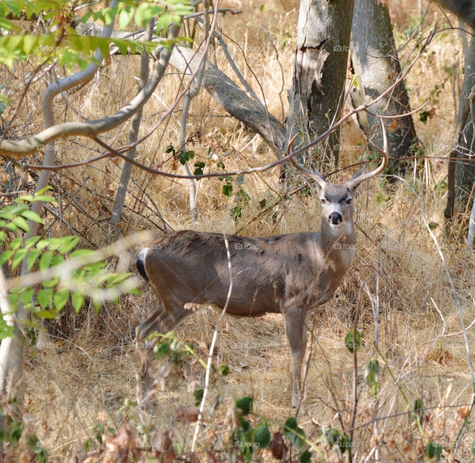 5 point  buck on a nature hike in Fair Oaks California