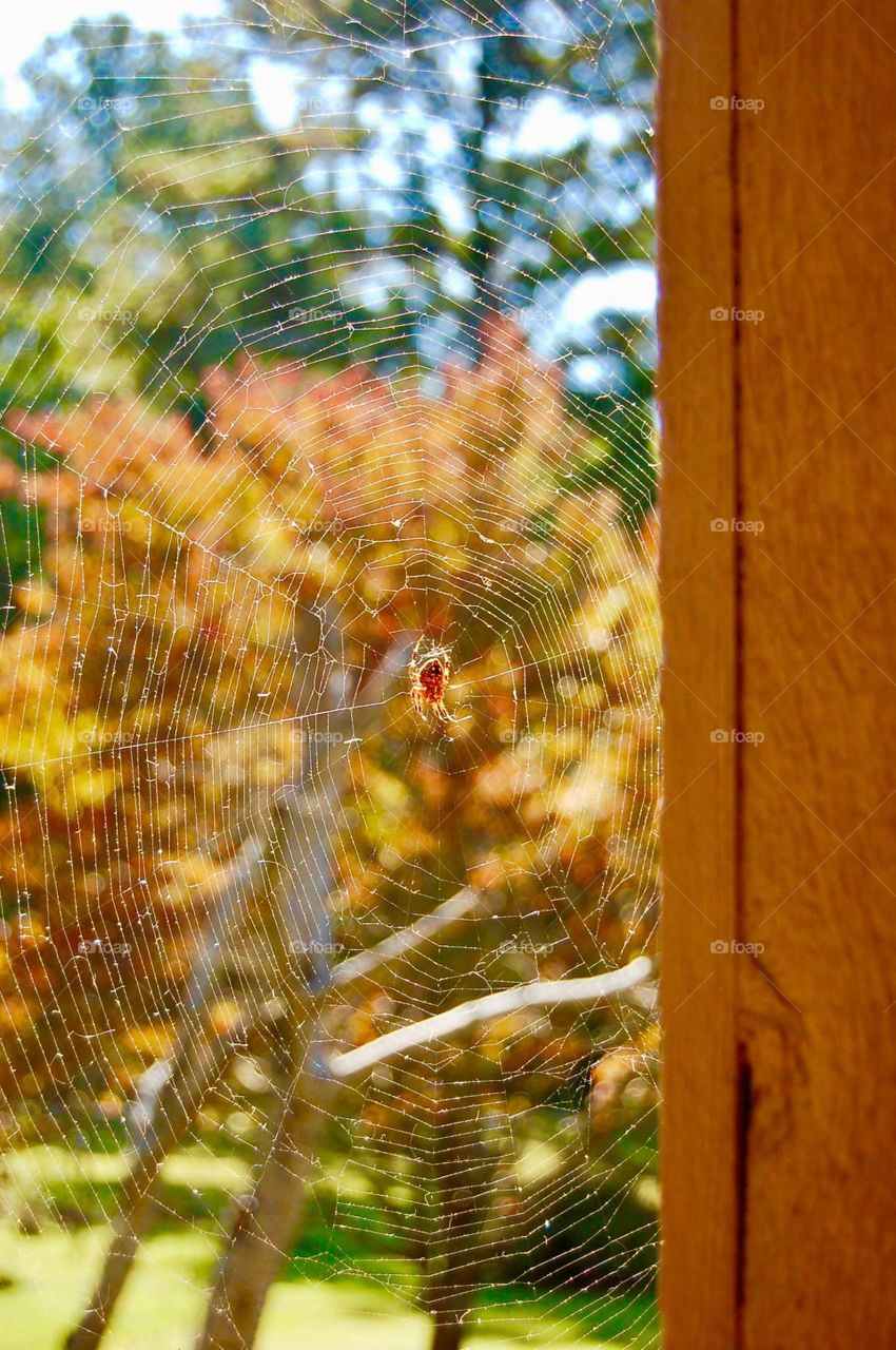 Autumn Spider And Web