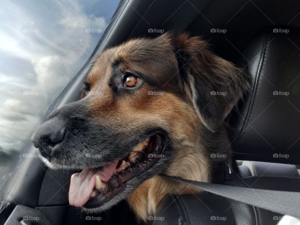 Happy dog tongue out car window