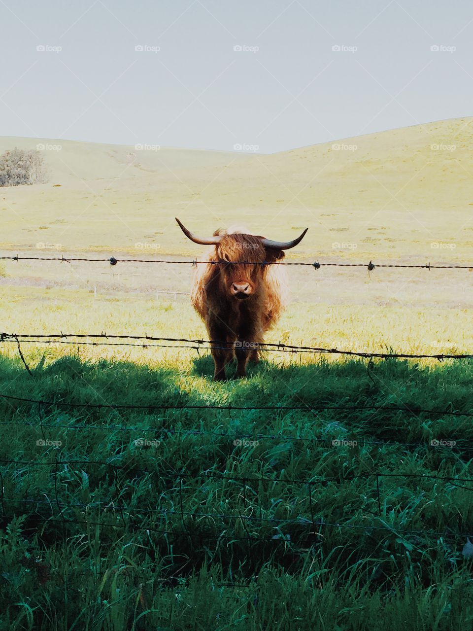 The cool kid. Highland cow with attitude 