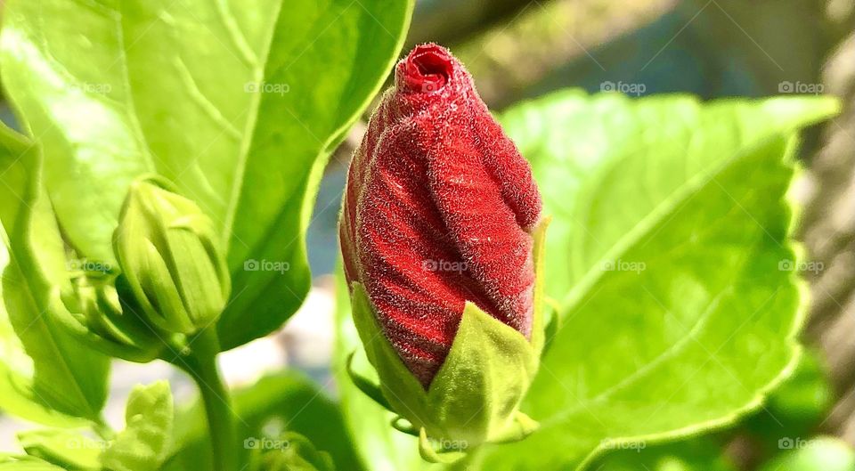 A red hibiscus which haven’t bloom yet