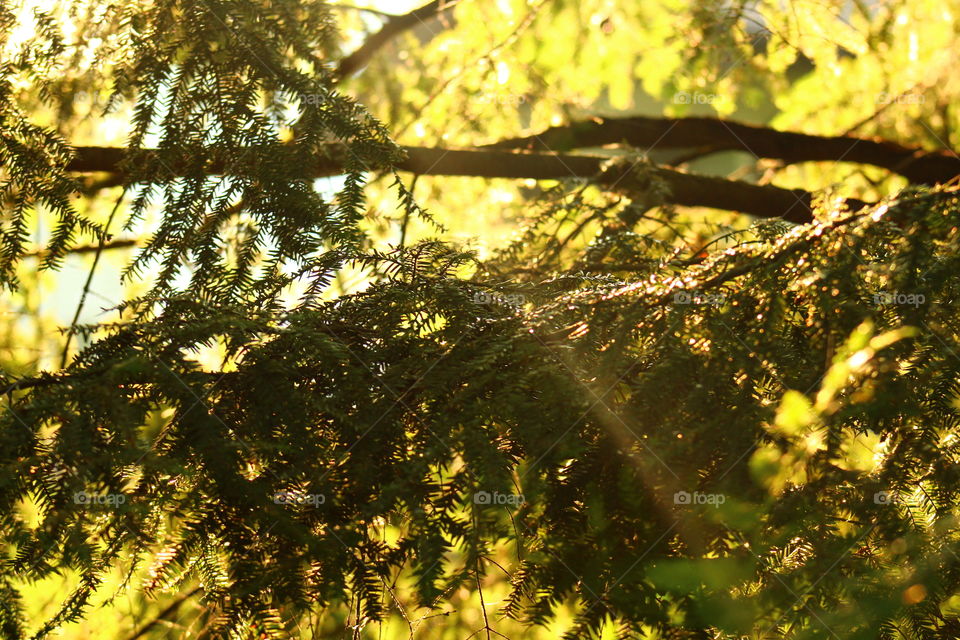 Light beam coming through the trees