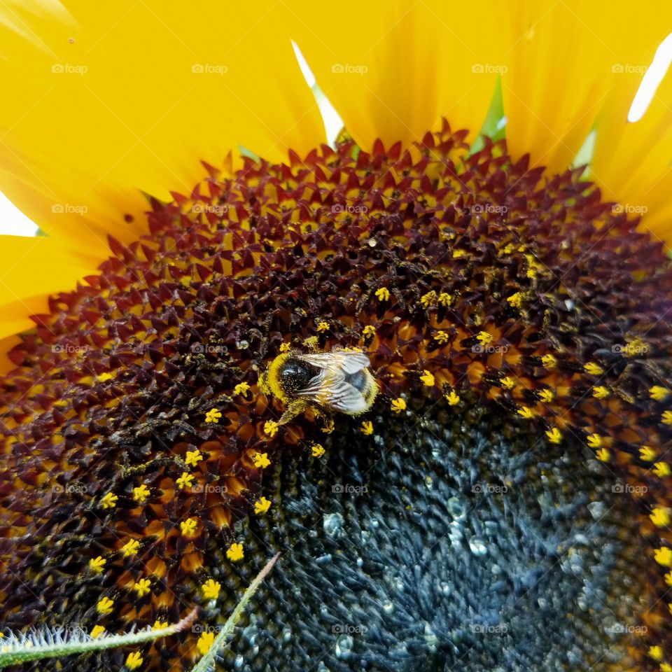 Bz-z-z 🐝🌻Just a beautiful bumblebee on a simply beautiful sunflower😀📷💚