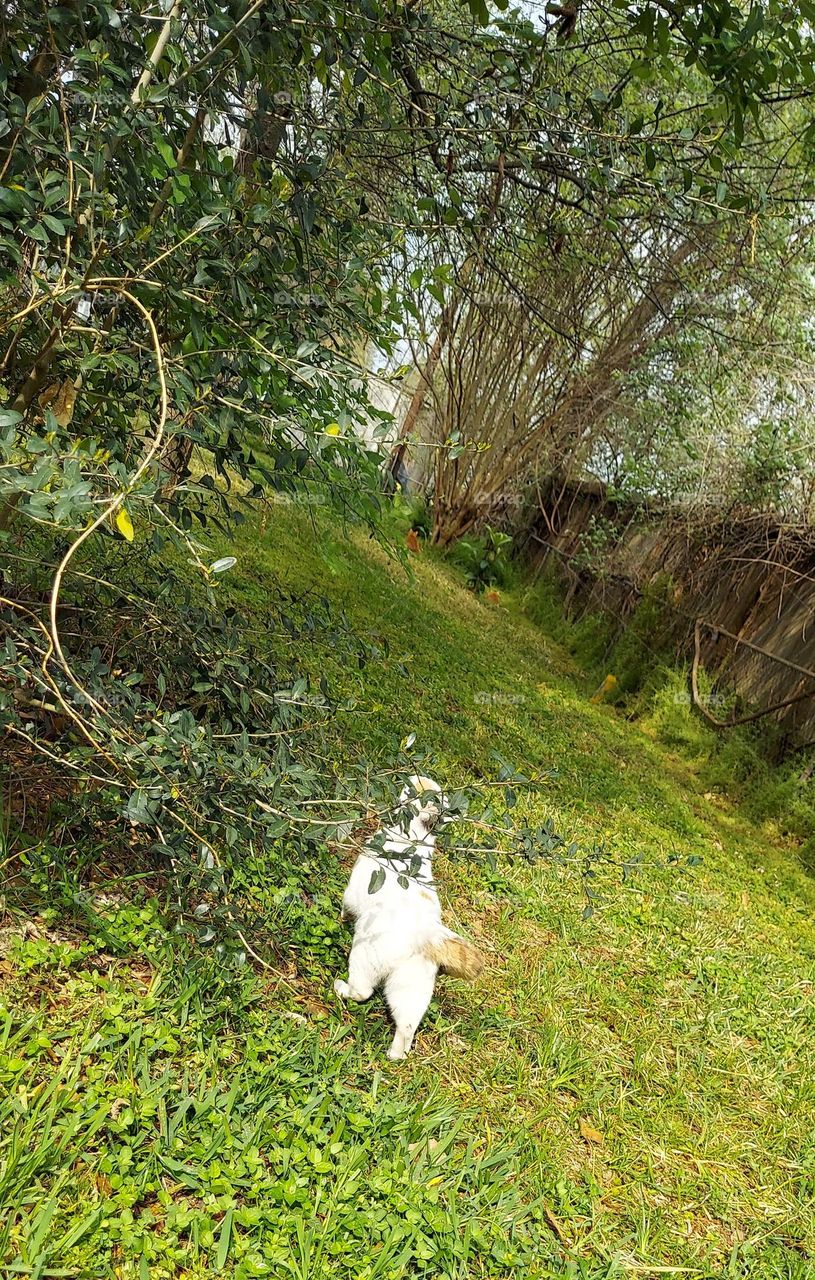 A Kitty Cat enjoying Her Spring Day!