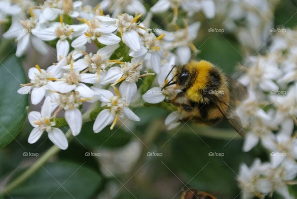 Collecting pollen