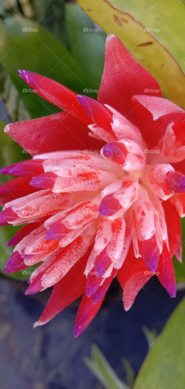 Bromeliad Flower 01
