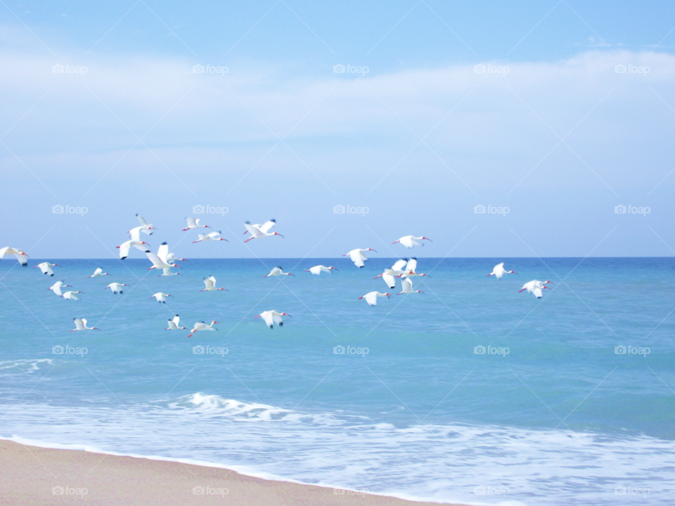 beach birds horizon flock by sher4492000