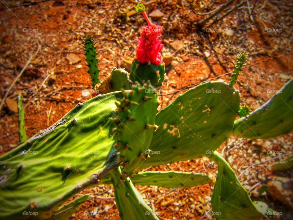 flor do cactus