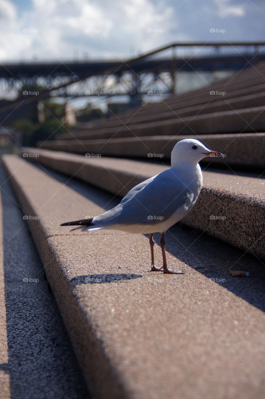 Standing tall on the step of Sydney Opera House