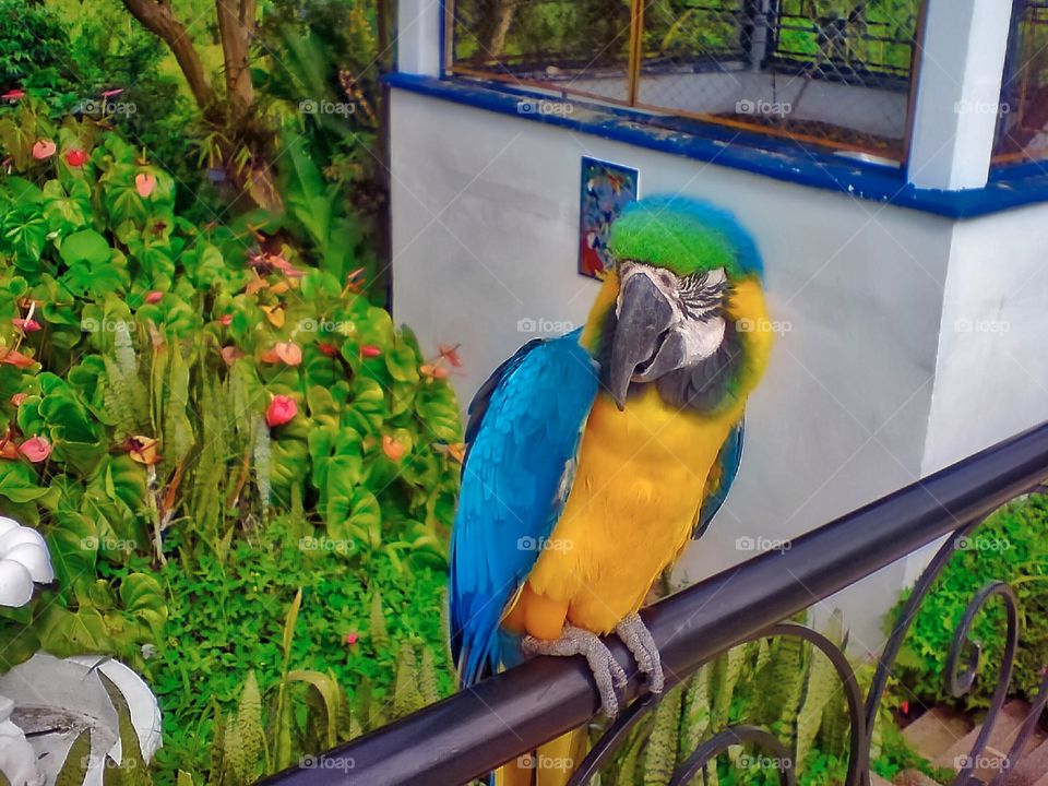 Close-up of colorful parrot