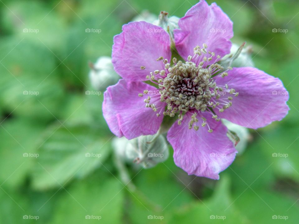 Close-up of purple flower