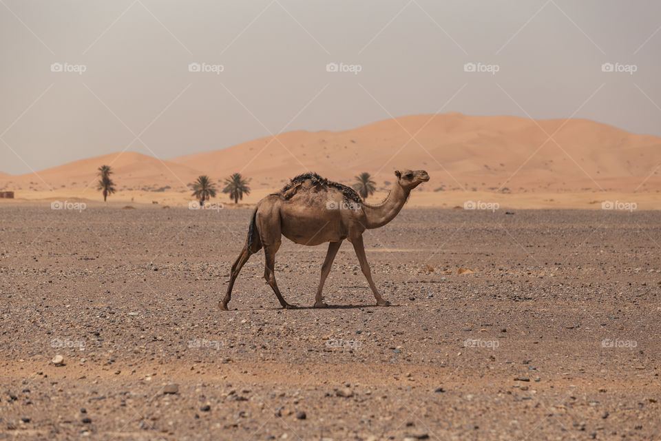 Sahara desert camel