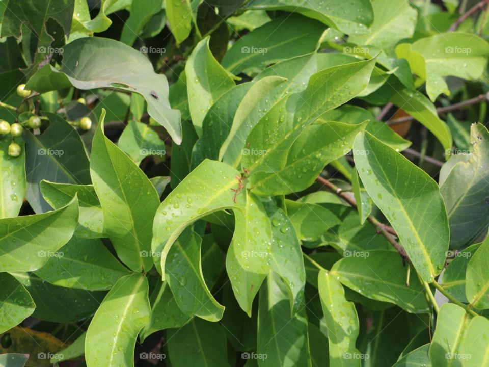 Green left of spring