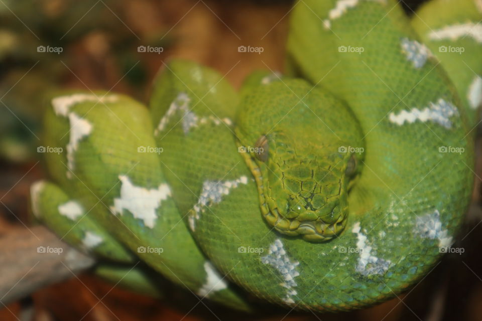 This is a snake in a zoo Belgrade.